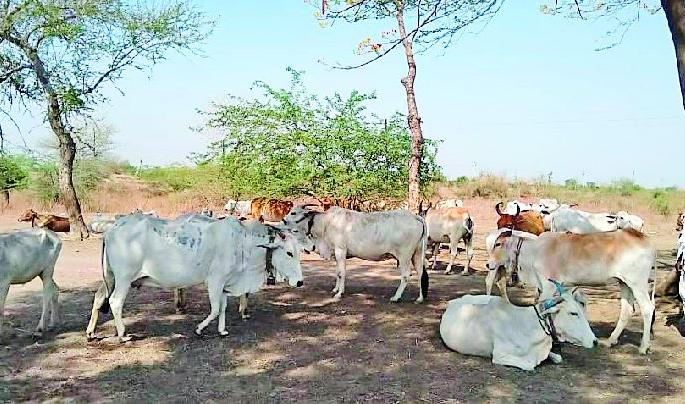 How to live a million livestock? | १० लाख पशुधन जगविणार कसे?