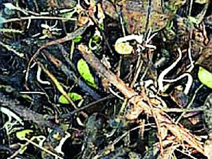 3.73 lakh hectares disrupted, demand for 254 crores | ३.७३ लाख हेक्टर बाधित, २५४ कोटींची मागणी