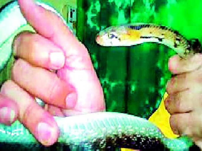 Insecure as a self-proclaimed serpent | स्वंयघोषित सर्पमित्रच असुरक्षित Insecure as a self-proclaimed serpent | स्वंयघोषित सर्पमित्रच असुरक्षित