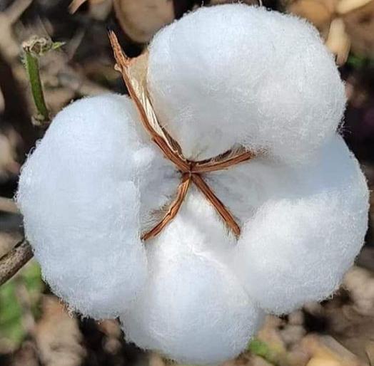 CCI's purchase of cotton in the open market | ‘सीसीआय’ची खुल्या बाजारात कापूस खरेदी CCI's purchase of cotton in the open market | ‘सीसीआय’ची खुल्या बाजारात कापूस खरेदी
