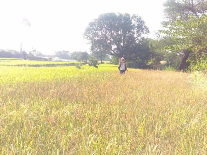 On the way to the gathering of the world of rice | भातोड्याचा लौकीक इतिहासजमा होण्याच्या मार्गावर On the way to the gathering of the world of rice | भातोड्याचा लौकीक इतिहासजमा होण्याच्या मार्गावर