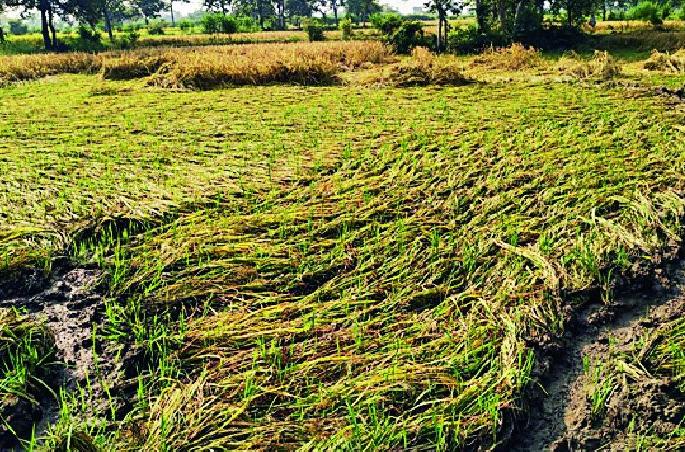 Provide financial assistance through crop loss | पीक नुकसानीचे पंचनामे करून आर्थिक मदत द्या Provide financial assistance through crop loss | पीक नुकसानीचे पंचनामे करून आर्थिक मदत द्या