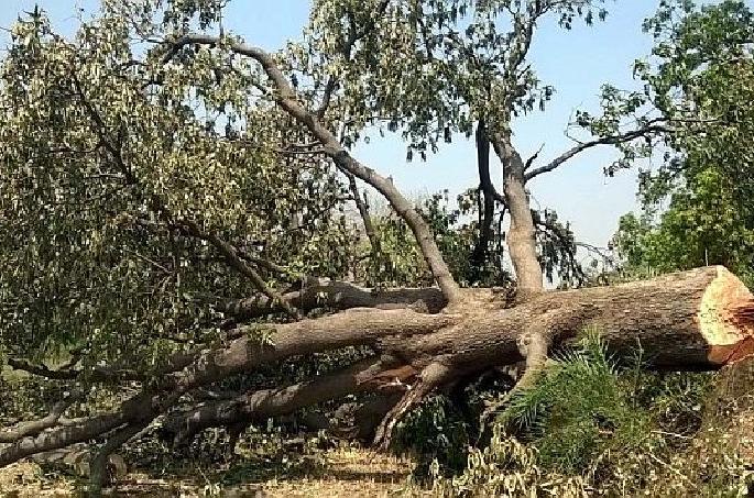 The crocodile is being openly crushed in a cart | करडी येथे आम्रवृक्षाची खुलेआम होत आहे कत्तल The crocodile is being openly crushed in a cart | करडी येथे आम्रवृक्षाची खुलेआम होत आहे कत्तल