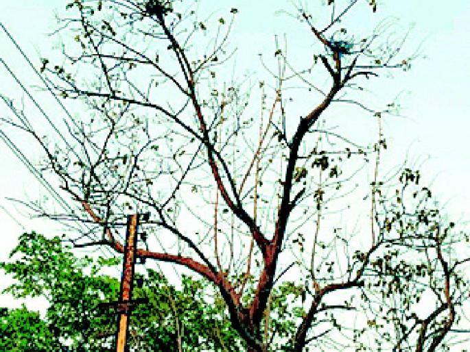 Less rain signs given by Kavalis nests | कावळ्यांच्या घरट्यांनी दिले कमी पावसाचे संकेत Less rain signs given by Kavalis nests | कावळ्यांच्या घरट्यांनी दिले कमी पावसाचे संकेत