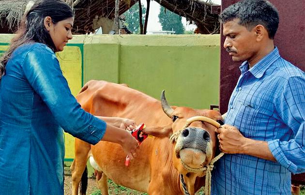 Now the base of the animals | आता जनावरांना मिळतोय आधार Now the base of the animals | आता जनावरांना मिळतोय आधार