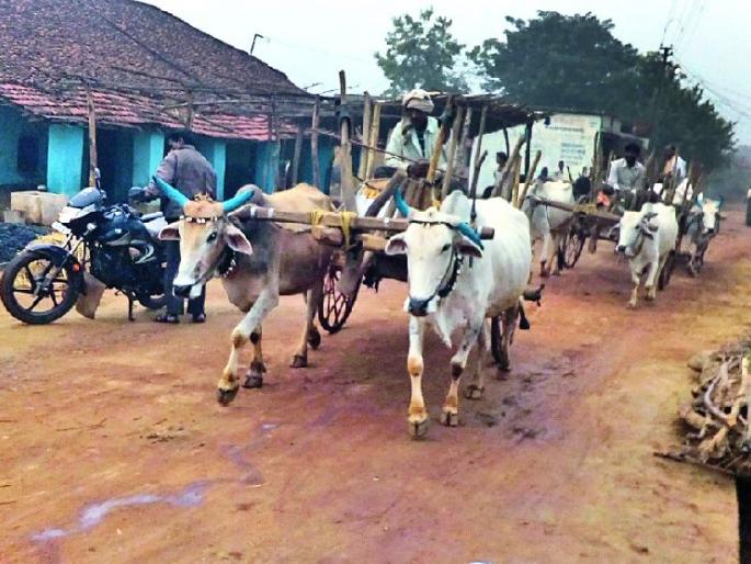 Now smuggle sand from the bullock cart | आता बैलगाडीतून रेती तस्करी Now smuggle sand from the bullock cart | आता बैलगाडीतून रेती तस्करी