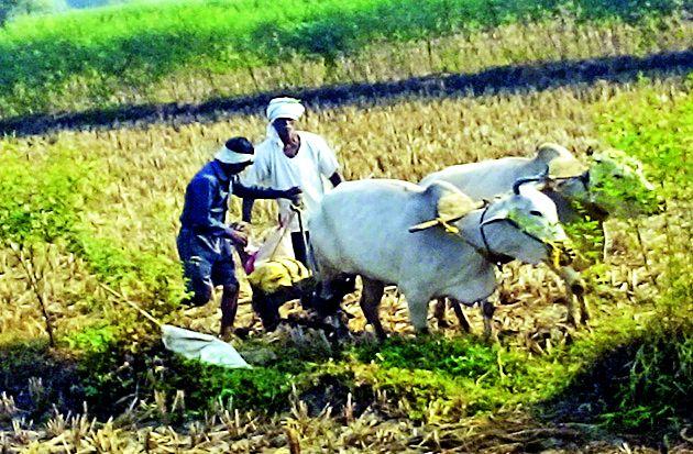 Crop threat to 10,163 hectares | १०,१६३ हेक्टरमधील पीक धोक्यात Crop threat to 10,163 hectares | १०,१६३ हेक्टरमधील पीक धोक्यात