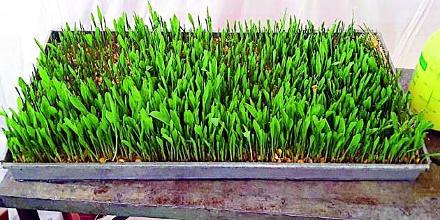 Now fodder garden in veterinary hospital | आता पशुवैद्यकीय दवाखान्यात चारा बाग Now fodder garden in veterinary hospital | आता पशुवैद्यकीय दवाखान्यात चारा बाग