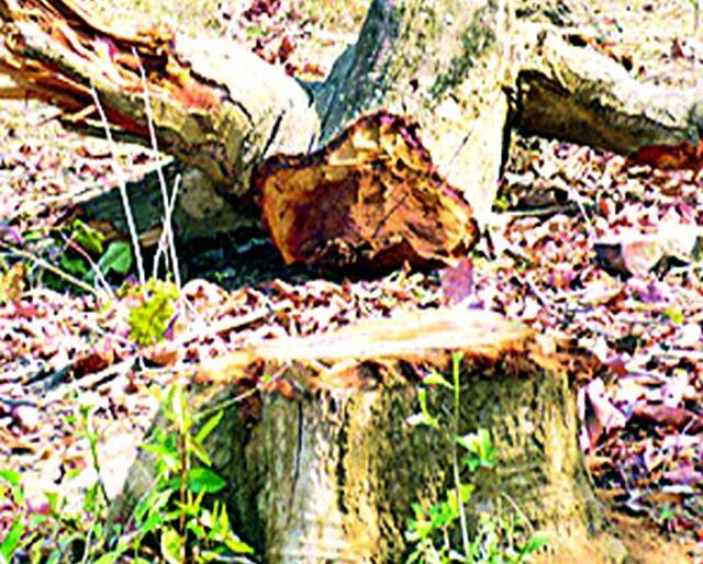 Cemetery Slaughterhouse | स्मशानभूमीतील झाडांची कत्तल Cemetery Slaughterhouse | स्मशानभूमीतील झाडांची कत्तल