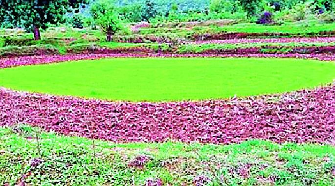 The victim's struggle for survival | पऱ्हे जगविण्यासाठी बळीराजाची धडपड The victim's struggle for survival | पऱ्हे जगविण्यासाठी बळीराजाची धडपड