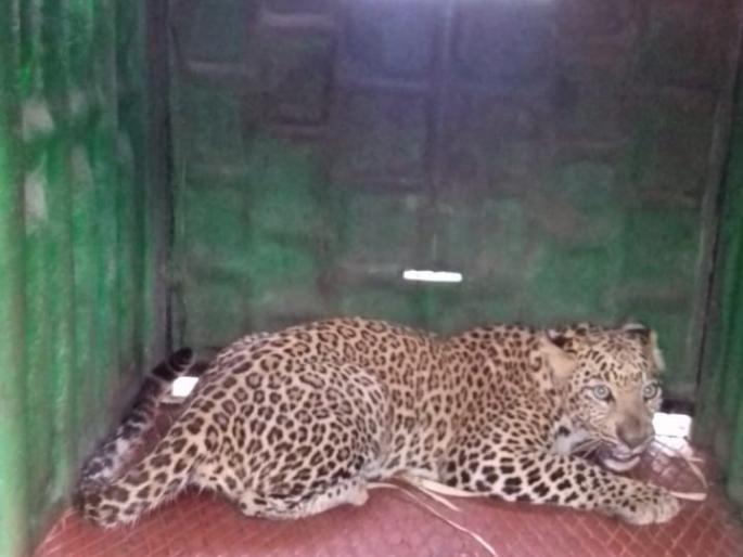 Leopard in Mahajanpur in Niphad area | निफाड परिसरात महाजनपूर येथे बिबट्या जेरबंद Leopard in Mahajanpur in Niphad area | निफाड परिसरात महाजनपूर येथे बिबट्या जेरबंद