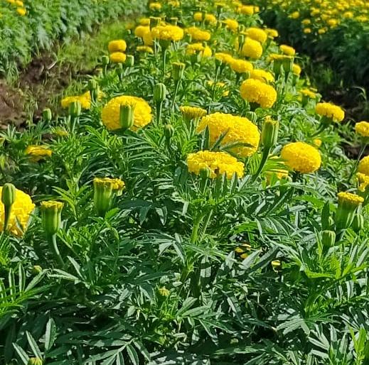 Good day to flower growers as temples open | मंदिरे खुली झाल्याने फुल उत्पादकांना अच्छे दिन Good day to flower growers as temples open | मंदिरे खुली झाल्याने फुल उत्पादकांना अच्छे दिन