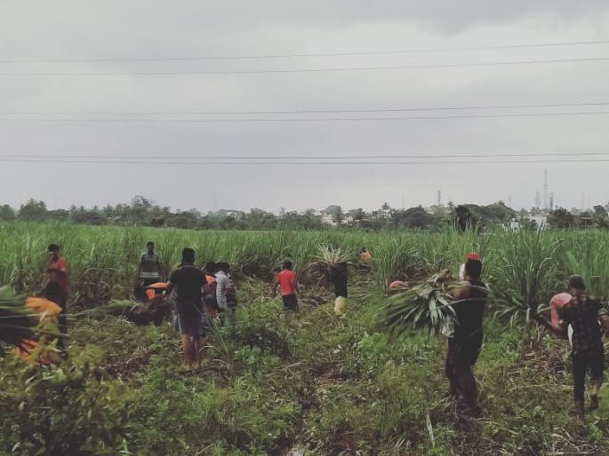 One acre of sugarcane was given to the affected animals | पुरग्रस्त जनावरांना दिला एकरातील ऊस One acre of sugarcane was given to the affected animals | पुरग्रस्त जनावरांना दिला एकरातील ऊस