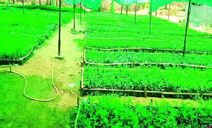 43 nursery nurseries spread around 55 lakh plants | ९५ लाख रोपांनी बहरल्या ४३ रोपवाटिका 43 nursery nurseries spread around 55 lakh plants | ९५ लाख रोपांनी बहरल्या ४३ रोपवाटिका