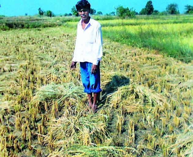 Randukar's haidos in rice husk | धानपिकांमध्ये रानडुकरांचा हैदोस Randukar's haidos in rice husk | धानपिकांमध्ये रानडुकरांचा हैदोस
