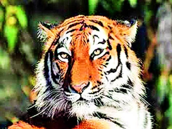 The buffalo saved the owner's life when three tigers were in front | तीन वाघ समोर असताना म्हशीनेच वाचविले मालकाचे प्राण The buffalo saved the owner's life when three tigers were in front | तीन वाघ समोर असताना म्हशीनेच वाचविले मालकाचे प्राण