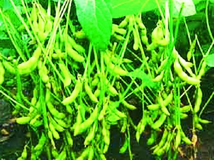 Farmers in the district suffer from shortage of soybeans | सोयाबीनच्या अल्प दरामुळे जिल्ह्यातील शेतकरी संकटात Farmers in the district suffer from shortage of soybeans | सोयाबीनच्या अल्प दरामुळे जिल्ह्यातील शेतकरी संकटात