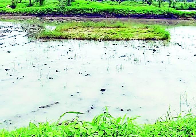 Due to heavy rainfall, hundreds of acres of tract area was destroyed | अतिवृष्टीमुळे शेकडो एकर क्षेत्रातील पऱ्हे बांधातच सडले