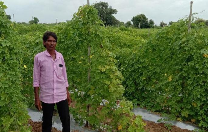 Record production of bitter guard harvested by farmers in half an acre; Farming done in a modern way | अर्ध्या एकरात शेतकऱ्याने घेतले कारल्याचे विक्रमी उत्पादन; आधुनिक पद्धतीने केली शेती Record production of bitter guard harvested by farmers in half an acre; Farming done in a modern way | अर्ध्या एकरात शेतकऱ्याने घेतले कारल्याचे विक्रमी उत्पादन; आधुनिक पद्धतीने केली शेती