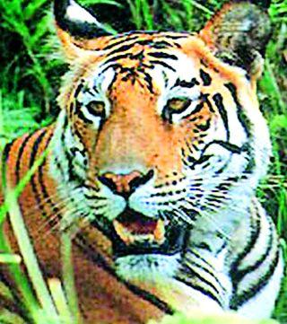 The fear of the tiger in the election | चुनाळ्यात वाघाची भीती