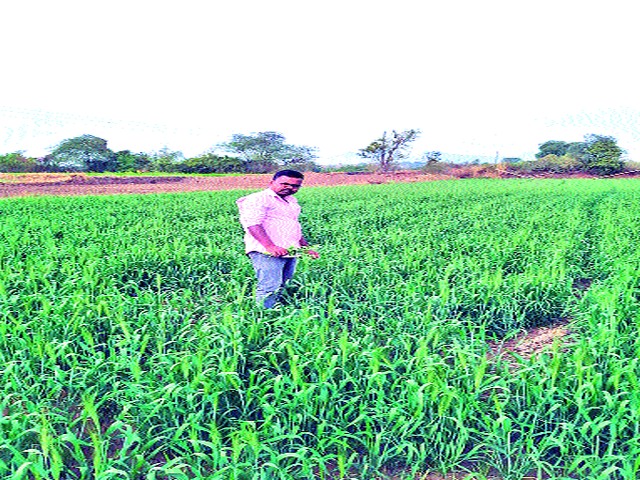 Due to cloudy weather, the farmers are excited | ढगाळ वातावरणामुळे शेतकरी हवालदिल Due to cloudy weather, the farmers are excited | ढगाळ वातावरणामुळे शेतकरी हवालदिल