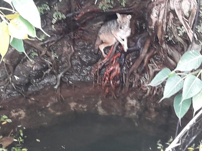 Survival of the fittest fox | विहिरीत पडलेल्या कोल्ह्याला जीवदान Survival of the fittest fox | विहिरीत पडलेल्या कोल्ह्याला जीवदान