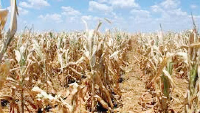 nashik,fodder,and,water,problem,locality,matori-makhmalabad | मातोरी-मखमलाबाद येथील स्थानिक शेतकऱ्यासमोर चारा-पाण्याची समस्या