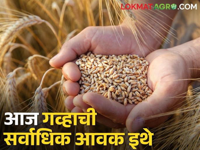 Wheat market: Inflow of 5273 wheat in the state since morning, the market price is getting | wheat market: राज्यात सकाळपासून ५२७३ गव्हाची आवक, मिळतोय एवढा बाजारभाव Wheat market: Inflow of 5273 wheat in the state since morning, the market price is getting | wheat market: राज्यात सकाळपासून ५२७३ गव्हाची आवक, मिळतोय एवढा बाजारभाव