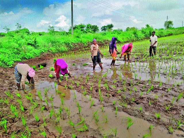 Paddy planting slowed down due to lack of satisfactory rainfall | समाधानकारक पावसाअभावी भात लावणीचा वेग मंदावला Paddy planting slowed down due to lack of satisfactory rainfall | समाधानकारक पावसाअभावी भात लावणीचा वेग मंदावला