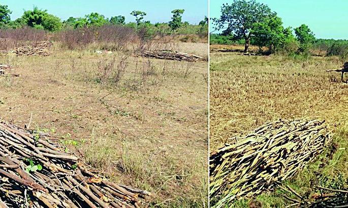 An illegal tree plantation in the Arsaoda forest grew | अरसोडा जंगलात अवैध वृक्षतोड वाढली