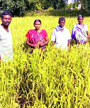 Organic farming in 70 acres | ७० एकर क्षेत्रात सेंद्रिय शेती