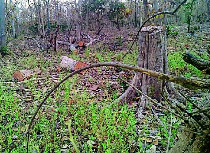 Hundred Seasonal Harvesting Machines | लगाम क्षेत्रात शेकडो सागवानी झाडांची कटाई Hundred Seasonal Harvesting Machines | लगाम क्षेत्रात शेकडो सागवानी झाडांची कटाई