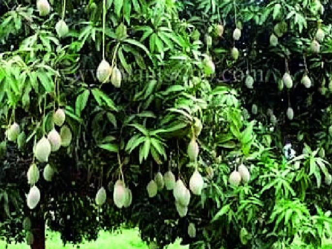 99 thousand pieces of fruit crops available | फळ पिकांची ९९ हजार कलमे उपलब्ध 99 thousand pieces of fruit crops available | फळ पिकांची ९९ हजार कलमे उपलब्ध