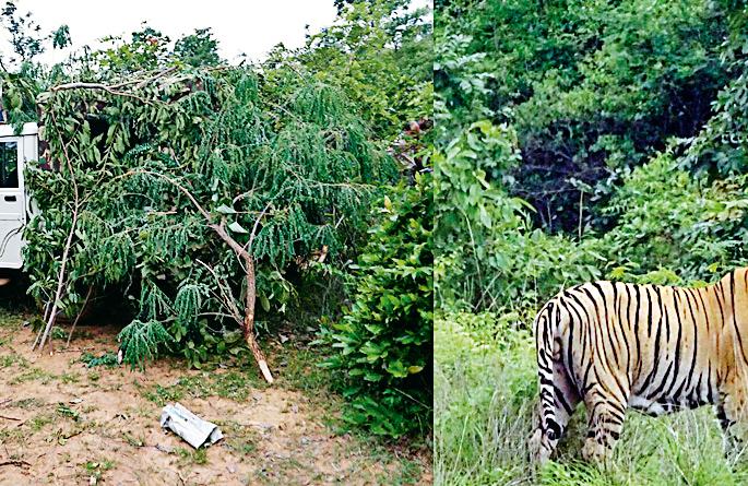 Eventually, the Raghu Wildlife Sanctuary | अखेर रवी जंगलात वाघीण जेरबंद