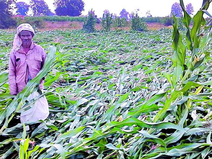 Drought | अवकाळी पावसाने मका पीक उद्ध्वस्त Drought | अवकाळी पावसाने मका पीक उद्ध्वस्त