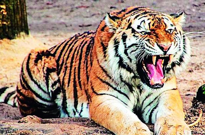 In three years, tigers and leopards have killed 26 people | तीन वर्षांत वाघ-बिबट्यांनी घेतला तब्बल 26 जणांचा बळी In three years, tigers and leopards have killed 26 people | तीन वर्षांत वाघ-बिबट्यांनी घेतला तब्बल 26 जणांचा बळी
