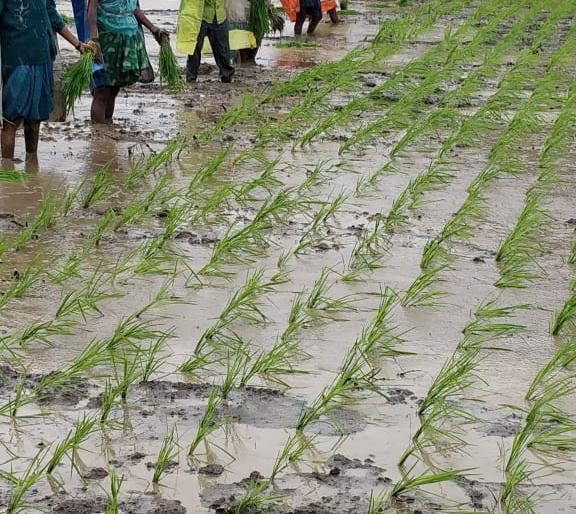  In Igatpuri taluka, complete cultivation of rice in 12% area | इगतपुरी तालुक्यात १२ टक्के क्षेत्रात भात लागवड पूर्ण