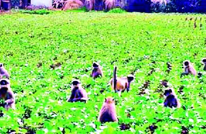 Take measures to avoid losses | नुकसान टाळण्यासाठी उपाययोजना करा