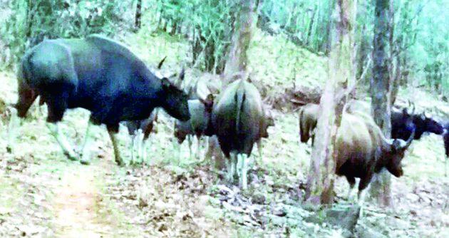 Increase in number of wildlife by forests enhancement | वनांच्या संवर्धनाने वन्यजीवांच्या संख्येत वाढ Increase in number of wildlife by forests enhancement | वनांच्या संवर्धनाने वन्यजीवांच्या संख्येत वाढ