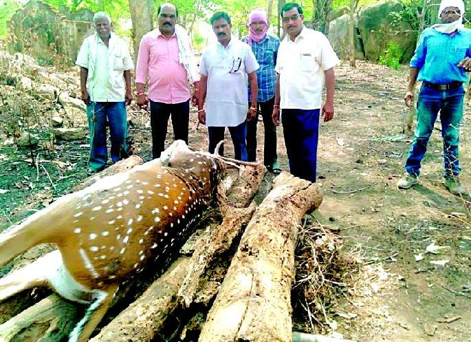 Death of Chitale in an unknown vehicle | अज्ञात वाहनाच्या धडकेत चितळाचा मृत्यू Death of Chitale in an unknown vehicle | अज्ञात वाहनाच्या धडकेत चितळाचा मृत्यू