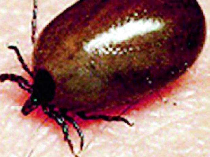 The number of cases of scrub typhus in the district are three | जिल्ह्यात स्क्रब टायफसच्या रूग्णांची संख्या तीन The number of cases of scrub typhus in the district are three | जिल्ह्यात स्क्रब टायफसच्या रूग्णांची संख्या तीन
