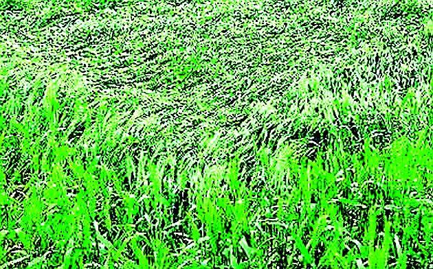 Stormy rains hit 300 acres of land | वादळी पावसाचा ३०० एकरातील पिकांना फटका