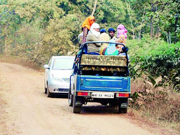 The temptation of the jungle safari increased | जंगल सफारीचा मोह वाढला The temptation of the jungle safari increased | जंगल सफारीचा मोह वाढला
