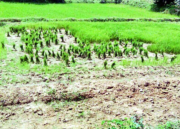 Production will fall by 50 percent | उत्पादनात होणार ५० टक्के घट Production will fall by 50 percent | उत्पादनात होणार ५० टक्के घट