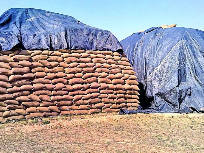 Two lakh quintals of rice open | दोन लाख क्विंटल धान उघड्यावर Two lakh quintals of rice open | दोन लाख क्विंटल धान उघड्यावर