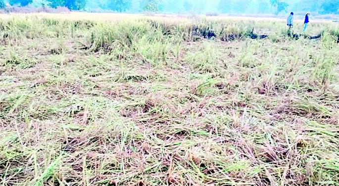 A herd of elephants created smoke in Jambli area | हत्तींच्या कळपाने घातला जांभळी परिसरात धुमाकूळ