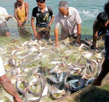 Fishery on Oxygen | मत्स्यव्यवसाय आॅक्सिजनवर