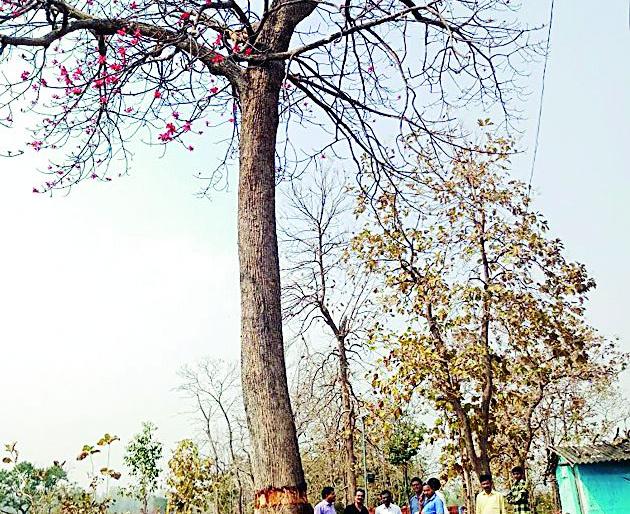 Action on the 60-year-old cutter | ६० वर्ष जुन्या झाडाची कटाई करणाऱ्यावर कारवाई Action on the 60-year-old cutter | ६० वर्ष जुन्या झाडाची कटाई करणाऱ्यावर कारवाई