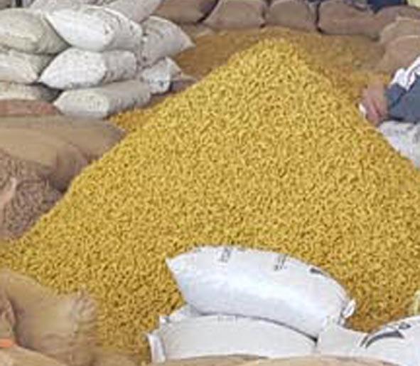 16 quintals of turf stolen | १६ क्विंटल हळद गेली चोरीस 16 quintals of turf stolen | १६ क्विंटल हळद गेली चोरीस