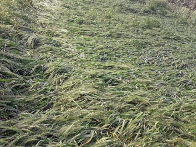 Hingoli district slumped on second day | दुसºया दिवशीही हिंगोली जिल्ह्यात गारा Hingoli district slumped on second day | दुसºया दिवशीही हिंगोली जिल्ह्यात गारा